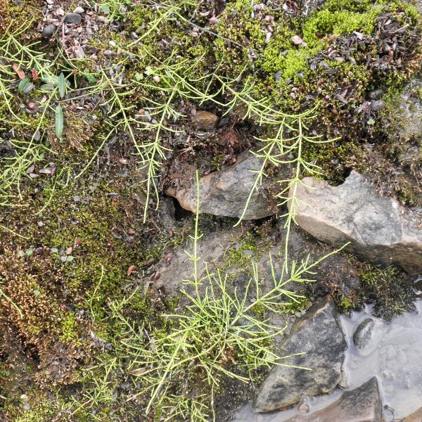 Equisetum arvense alpestre Svalbard Longyearbyen 2014 4 A.Elven a